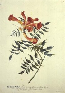 Bignonia americana, akvarell av Georg Dionysius Ehret