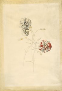  av Georg Dionysius Ehret