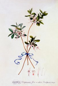 Cistus Virginiana, ca. 1743 håndfarget gravering. av "Georg Dionysius Ehret