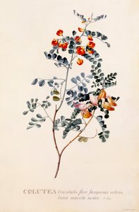 Colutea, ca. 1745 håndfarget gravering.. av "Georg Dionysius Ehret