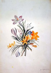 Krokus gjeng av Georg Dionysius Ehret