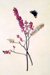 Daphne Mezereum med sommerfugl, ca. 1740 håndfarget gravering. av "Georg Dionysius Ehret