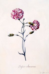 Difor Amourius-nellik, ca. 1745 håndfarget gravering. av "Georg Dionysius Ehret