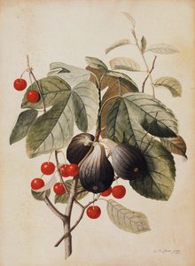 Fiken og kirsebær, 1747 av Georg Dionysius Ehret