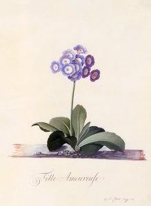 Garden Auricula Girl in Love, ca. 1743 håndfarget gravering.