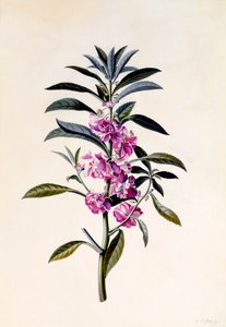Hagebalsam Impatiens Balsamina, ca. 1746 håndfarget gravering.