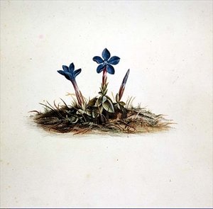 Gentian av Georg Dionysius Ehret