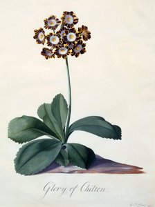 Glory of Chilton c. 1745 håndfarget gravering. av "Georg Dionysius Ehret