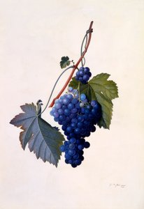 Grapes, c. 1747 hand coloured engraving.    1143536   no       norwegian Successfully Translated  Original: Nouveau Livre de Vases, 1716 or after., 1716 or after. Translat: Nouveau Livre de Vases, 1716 or after., 1716 or after. 1169328 no norwegian Success