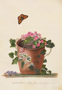 Hepatica trifolia (Nobilis), 1745 (gouache på vellum) av Georg Dionysius Ehret