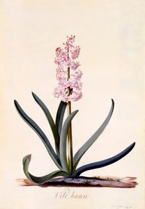Hyacinth 'Veld Haan', ca. 1744 håndfarget gravering.