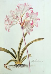 Lily: Lilium Belladonna (pl.12) fra Trew