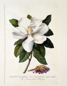 Magnolia Grandiflora, ca. 1743 håndfarget gravering.