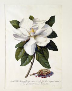 Magnolia grandiflora, ca. 1743 (håndfarget gravering)