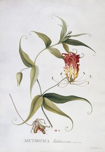 Methonica, av Georg Dionysius Ehret