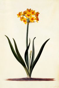 Narcissus, ca. 1745 håndfarget gravering. av "Georg Dionysius Ehret