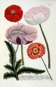 Papaver, håndfarget gravering fra 1737.