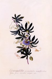 Passiflora Granadilla, ca. 1745 håndfarget gravering.
