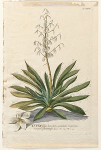 Utvalgte planter 37 - Yucca. av Georg Dionysius Ehret