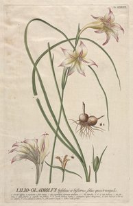Utvalgte planter 39 - Lilio-Gladiolus. av Georg Dionysius Ehret