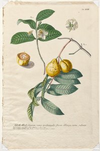 Utvalgte planter 43 - Guaiaba. av Georg Dionysius Ehret