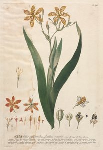 Utvalgte planter 52 - Ixia. av Georg Dionysius Ehret