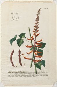 Utvalgte planter 58 - Corallodendron. av Georg Dionysius Ehret