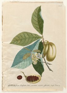 Utvalgte planter 5 - Anona. av Georg Dionysius Ehret