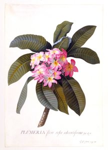Plumeria, c 1744 håndfarget gravering.