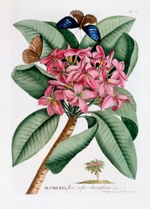 Plumeria, ca. 1749 håndfarget gravering.