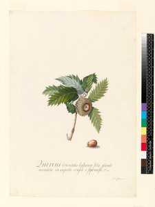 Quercus Orientalis, 1742 (wc og kroppsfarge på vellum)