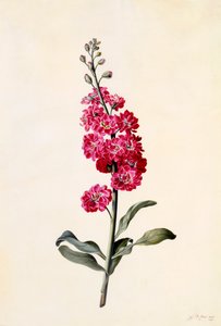 Aksje Matthiola Incana, ca. 1746 håndfarget gravering. av "Georg Dionysius Ehret