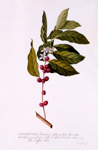 The Coffee Tree, c. 1743 hand coloured engraving.    1144872   no       norwegian Successfully Translated  Original: Liber Studiorum: Plate 37, A Study Translat: Liber Studiorum: Plate 37, A Study 1312218 no norwegian Successfully Translated Original: Mr. 