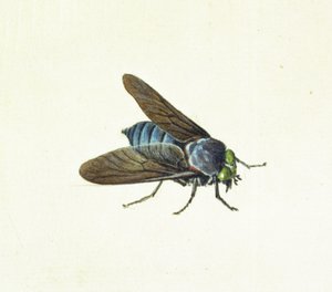 Hestefluen, 1700-tallet av Georg Dionysius Ehret