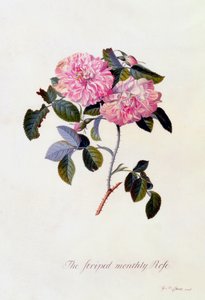 Den stripete månedsrosen, ca. 1745 håndfarget gravering.