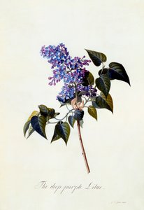 Den dyp-lilla syrinen. av "Georg Dionysius Ehret