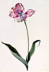Tulipan, ca. 1745 håndfarget gravering.