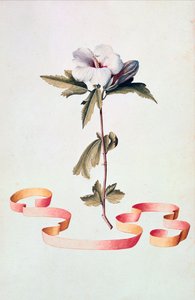 Hvit Hibiscus av Georg Dionysius Ehret