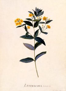Yellow Loosestrife, c 1760 håndfarget gravering. av "Georg Dionysius Ehret