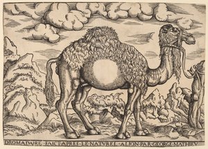 En Dromedar av Georg Mattheus