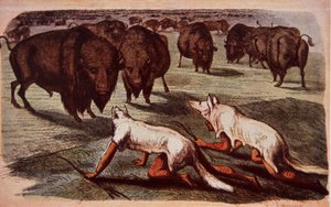 Nordamerikanske sletteindianere kryper opp på beitende bøfler mens de har på seg ulveskinn, ca. 1840 (farge litho) av George (after) Catlin