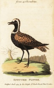 Amerikansk gullhår eller flekkete, Pluvialis dominica av George (after) Edwards