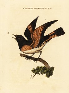 Amerikansk rødstjert, Setophaga ruticilla av George (after) Edwards