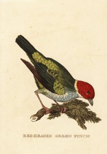 Tanager med bukhode, Tangara gyrola