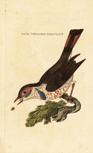 Blåstrupe, Luscinia svecica av George (after) Edwards