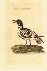 Kapppetrel, Daption capense av George (after) Edwards