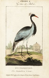 Damsel eller Numidian trane, Grus jomfru