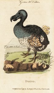 Utdødd dodo, Raphus cucullatus (Didus ineptus)