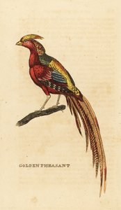 Gullfasan, Chrysolophus pictus