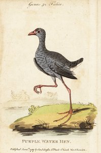 Gråhodet sumphen, Porphyrio poliocephalus av George (after) Edwards